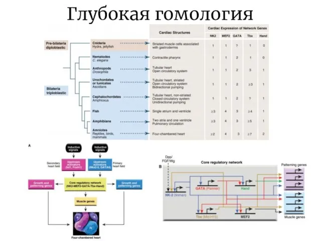 Глубокая гомология