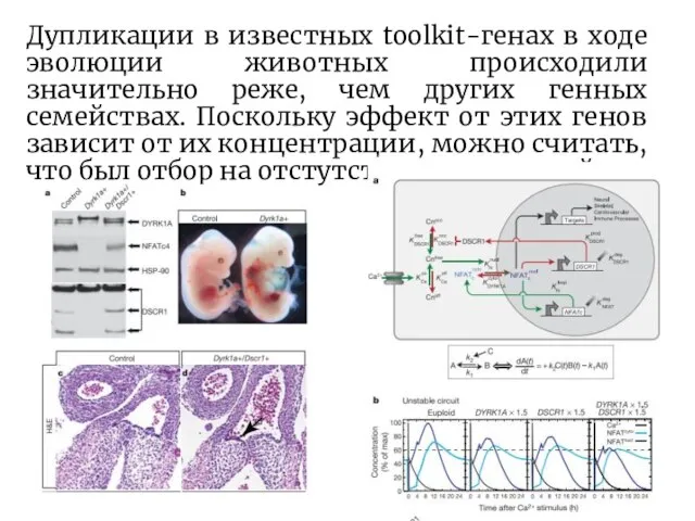 Дупликации в известных toolkit-генах в ходе эволюции животных происходили значительно реже,