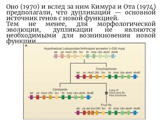 Оно (1970) и вслед за ним Кимура и Ота (1974) предполагали,