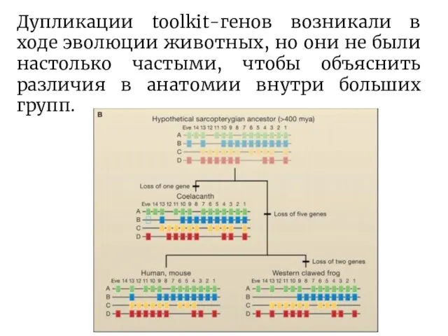 Дупликации toolkit-генов возникали в ходе эволюции животных, но они не были