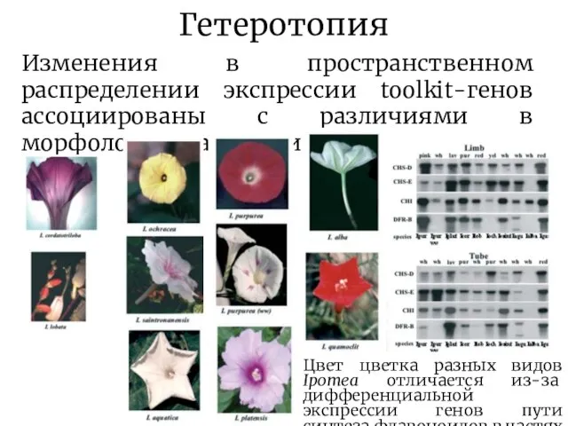 Гетеротопия Изменения в пространственном распределении экспрессии toolkit-генов ассоциированы с различиями в