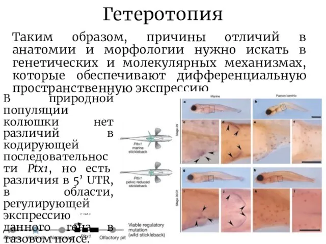 Гетеротопия Таким образом, причины отличий в анатомии и морфологии нужно искать