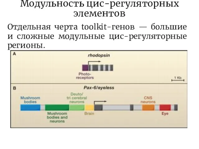 Модульность цис-регуляторных элементов Отдельная черта toolkit-генов — большие и сложные модульные цис-регуляторные регионы.