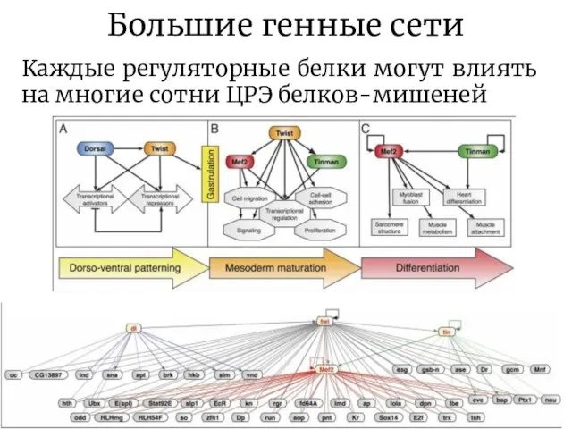 Большие генные сети Каждые регуляторные белки могут влиять на многие сотни ЦРЭ белков-мишеней