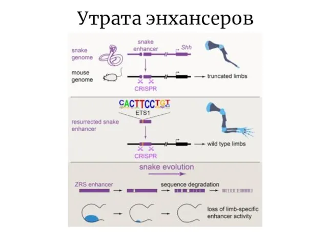 Утрата энхансеров