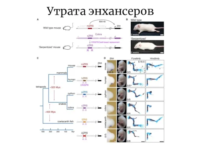 Утрата энхансеров