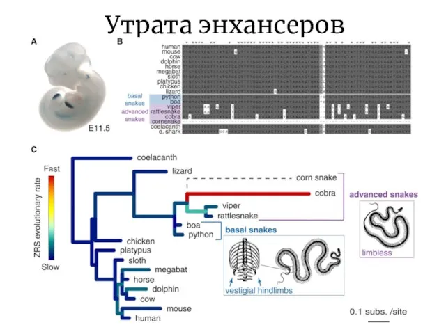 Утрата энхансеров