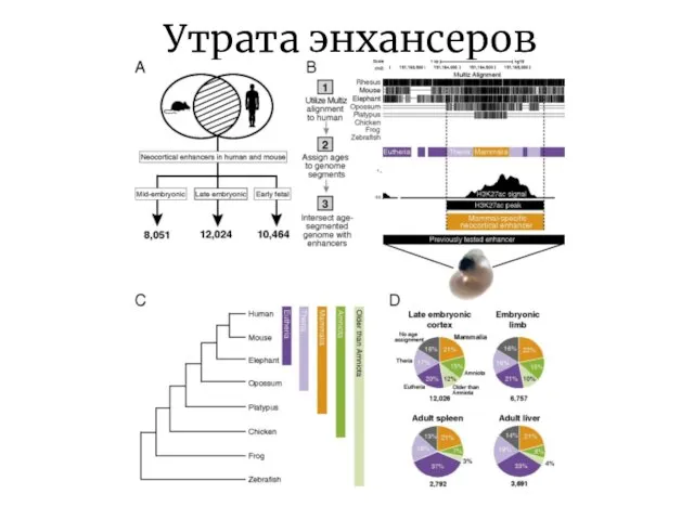 Утрата энхансеров