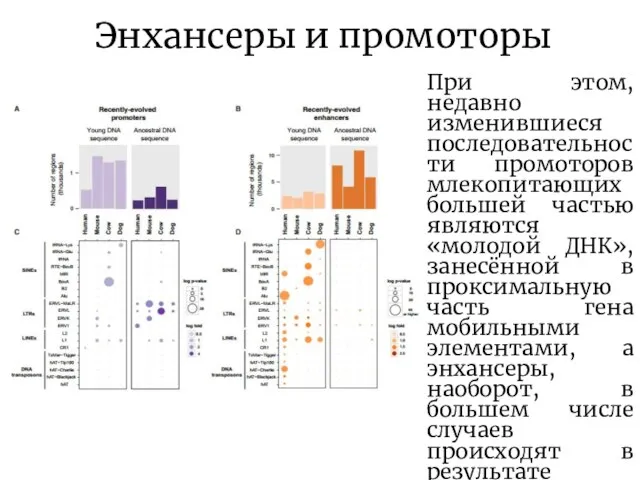 Энхансеры и промоторы При этом, недавно изменившиеся последовательности промоторов млекопитающих большей