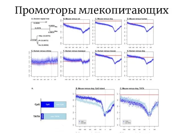 Промоторы млекопитающих