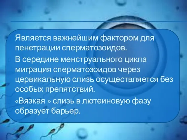 Является важнейшим фактором для пенетрации сперматозоидов. В середине менструального цикла миграция