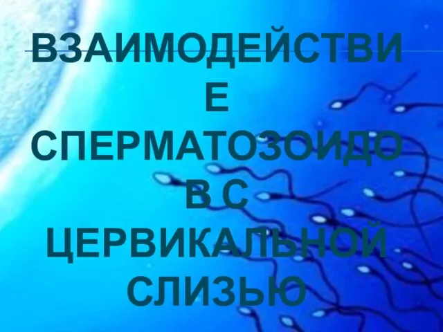 ВЗАИМОДЕЙСТВИЕ СПЕРМАТОЗОИДОВ С ЦЕРВИКАЛЬНОЙ СЛИЗЬЮ