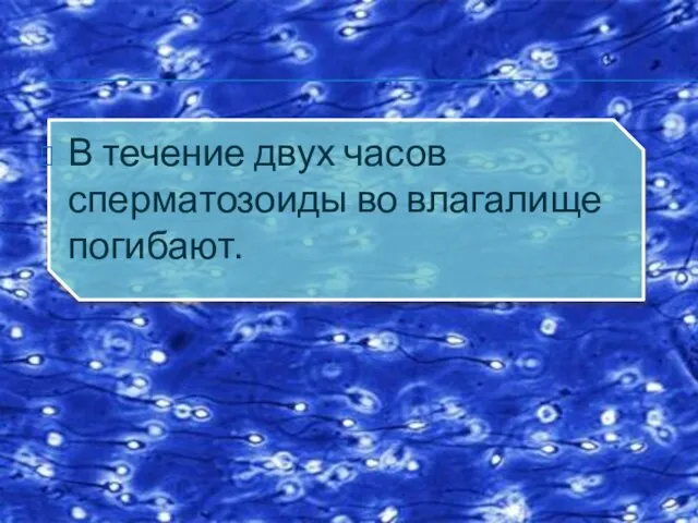 В течение двух часов сперматозоиды во влагалище погибают.