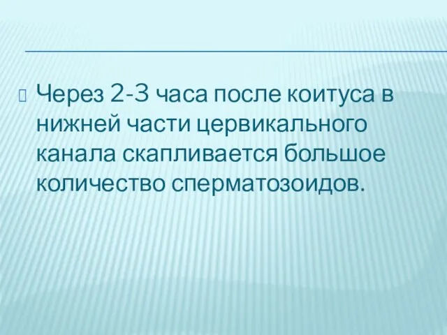 Через 2-3 часа после коитуса в нижней части цервикального канала скапливается большое количество сперматозоидов.