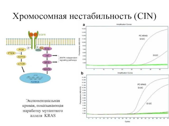 Хромосомная нестабильность (CIN) Экспоненциальная кривая, показывающая наработку мутантного аллеля KRAS