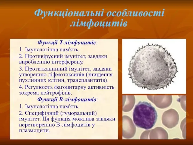 Функції Т-лімфоцитів: 1. Імунологічна пам'ять. 2. Противірусний імунітет, завдяки виробленню інтерферону.