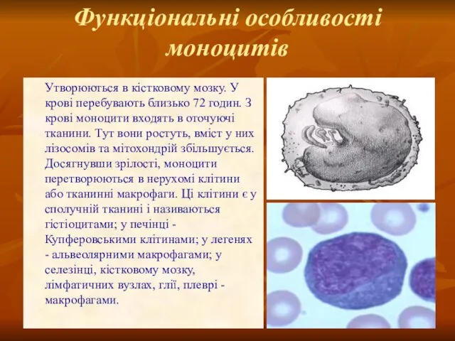 Функціональні особливості моноцитів Утворюються в кістковому мозку. У крові перебувають близько