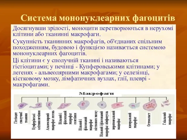 Досягнувши зрілості, моноцити перетворюються в нерухомі клітини або тканинні макрофаги. Сукупність