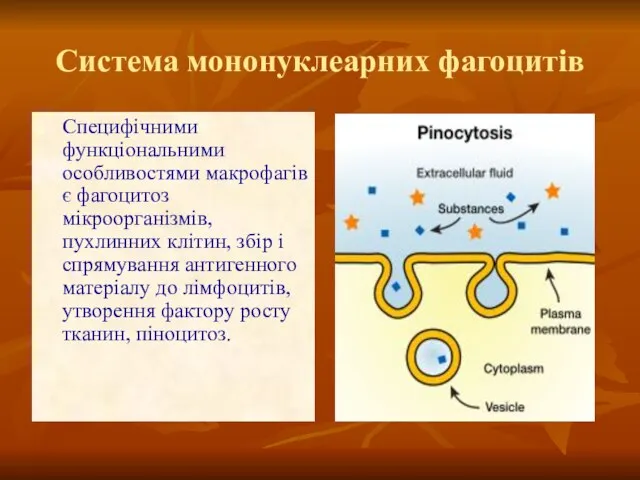 Система мононуклеарних фагоцитів Специфічними функціональними особливостями макрофагів є фагоцитоз мікроорганізмів, пухлинних