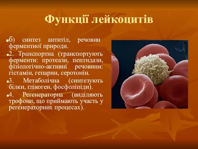 Функції лейкоцитів б) синтез антитіл, речовин ферментної природи. 2. Транспортна (транспортують