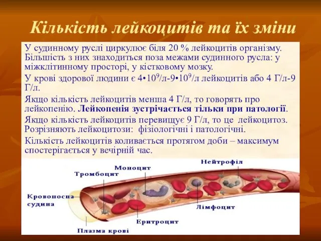 У судинному руслі циркулює біля 20 % лейкоцитів організму. Більшість з