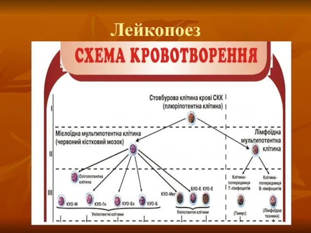 Лейкопоез