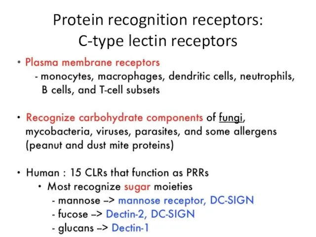 Protein recognition receptors: C-type lectin receptors