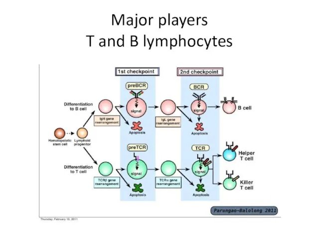 Major players T and B lymphocytes