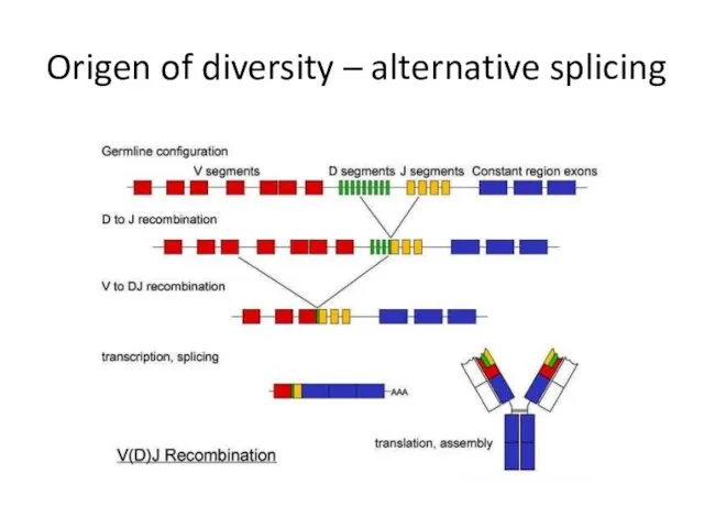 Origen of diversity – alternative splicing