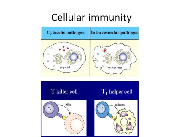 Cellular immunity
