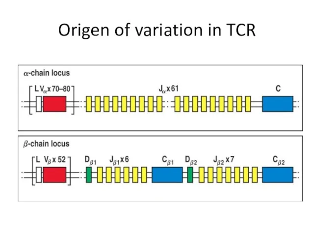 Origen of variation in TCR