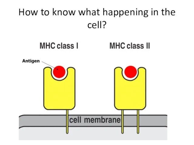 How to know what happening in the cell?