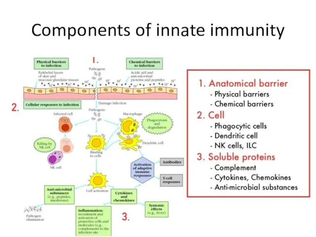 Components of innate immunity