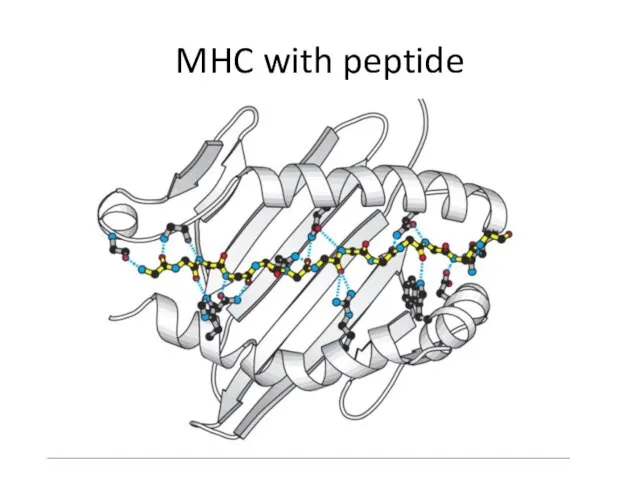 MHC with peptide