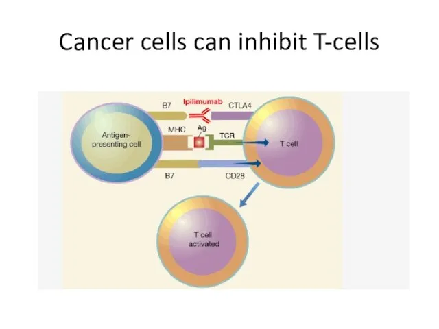 Cancer cells can inhibit T-cells