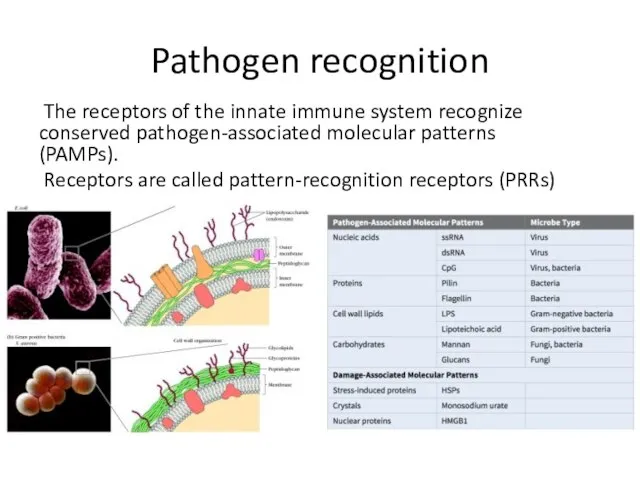 Pathogen recognition The receptors of the innate immune system recognize conserved