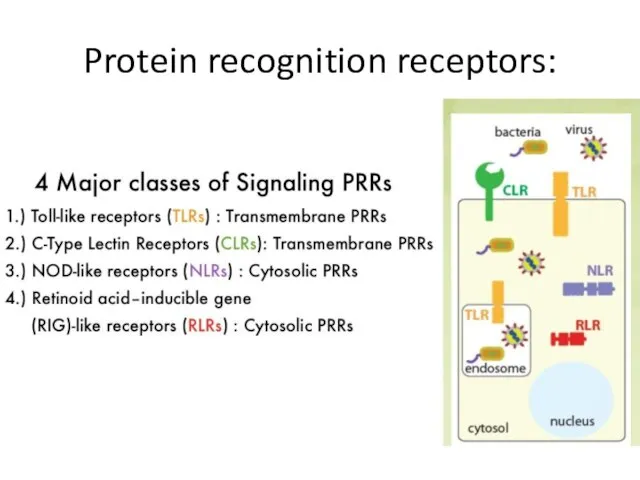 Protein recognition receptors: