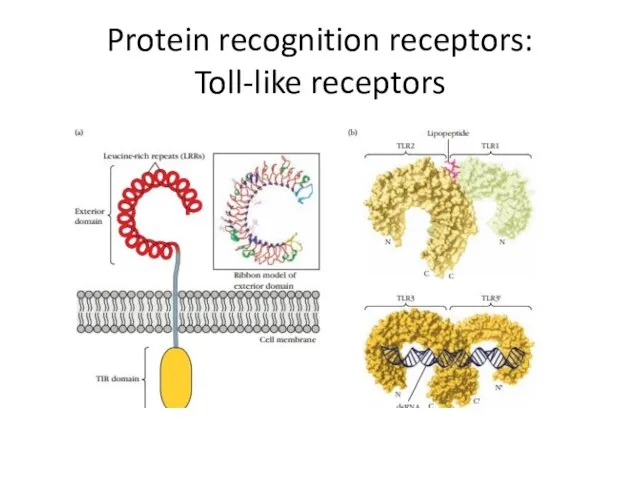 Protein recognition receptors: Toll-like receptors