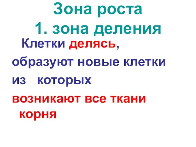 Зона роста 1. зона деления Клетки делясь, образуют новые клетки из которых возникают все ткани корня