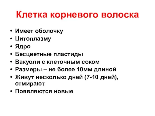 Клетка корневого волоска Имеет оболочку Цитоплазму Ядро Бесцветные пластиды Вакуоли с