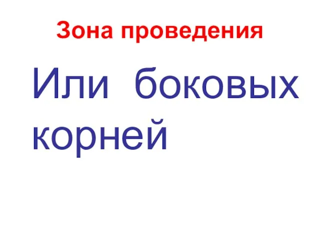 Зона проведения Или боковых корней