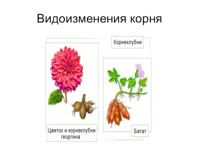 Видоизменения корня