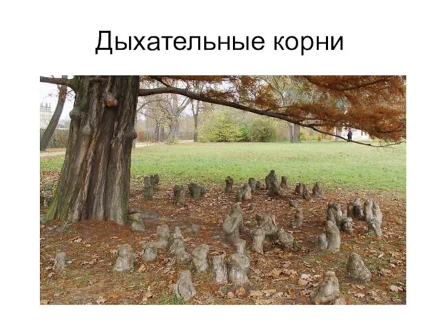 Дыхательные корни