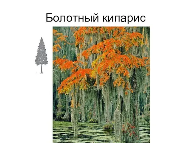 Болотный кипарис