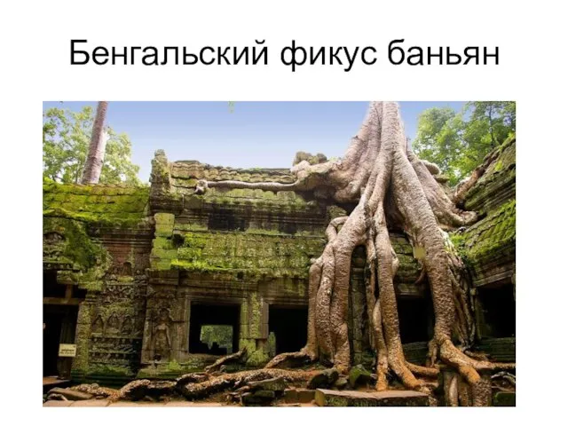 Бенгальский фикус баньян