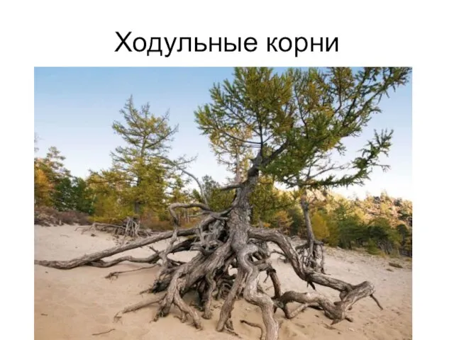 Ходульные корни