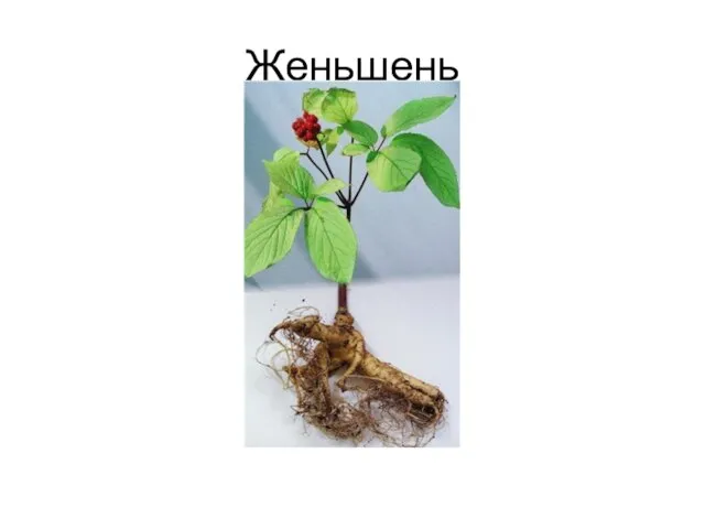 Женьшень