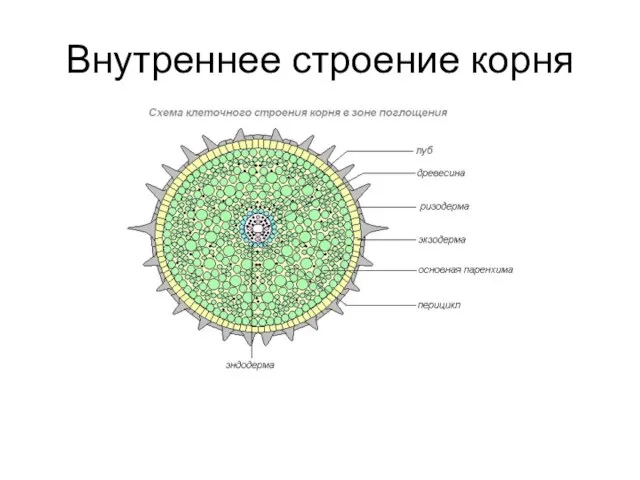 Внутреннее строение корня