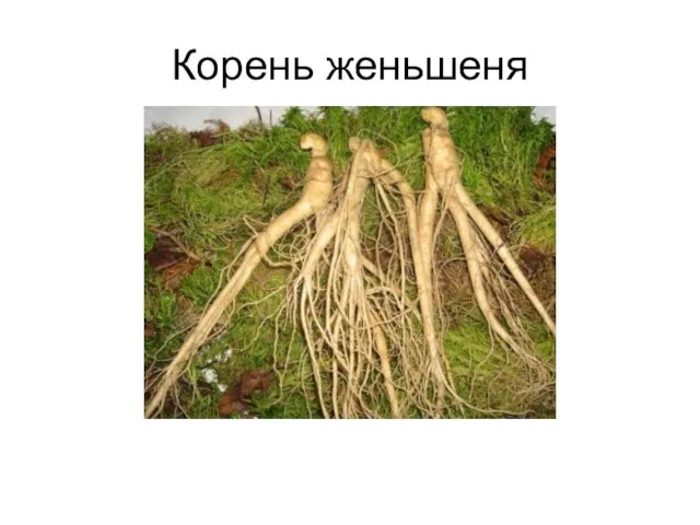 Корень женьшеня