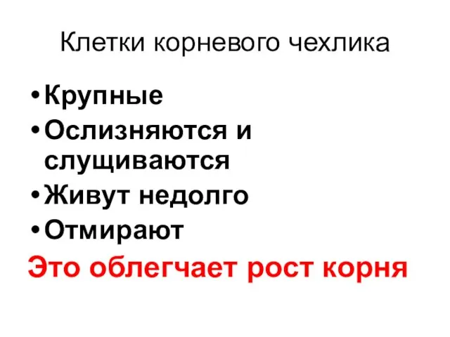 Клетки корневого чехлика Крупные Ослизняются и слущиваются Живут недолго Отмирают Это облегчает рост корня